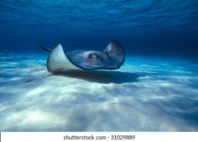 17,902 Stingray underwater Images, Stock Photos & Vectors | Shutterstock