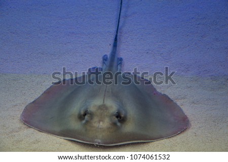 Stingray aquarium