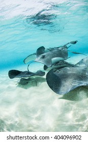 Stingray City - Grand Cayman