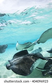 Stingray City - Grand Cayman