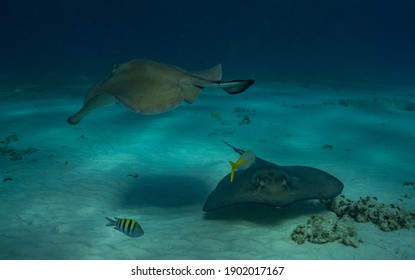 Manta の画像 写真素材 ベクター画像 Shutterstock