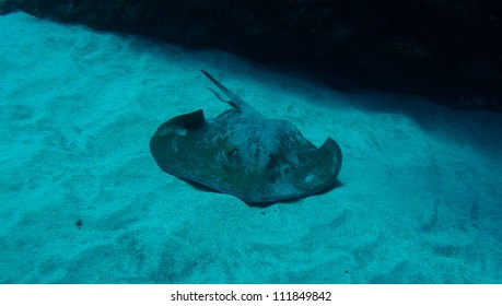 Stingray, Dasyatis Pastinaca