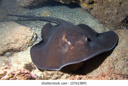 Stingray, Dasyatis Pastinaca