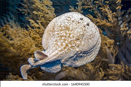 Stingray Deep Ocean Fish Underwater