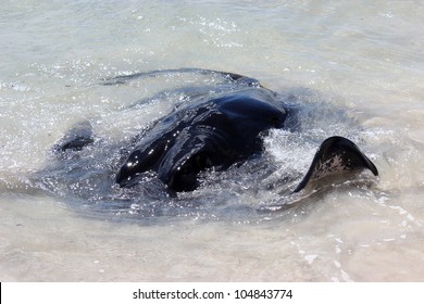 Stingray Fishing Near Shore Of South West Australia Beach