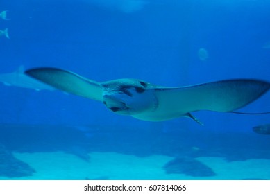 aqua stingray underwater glider