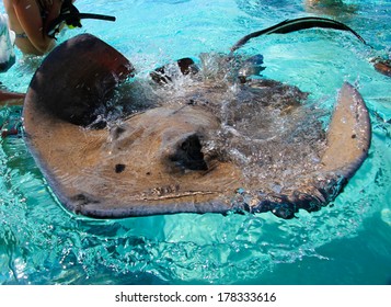 Stingray - Grand Cayman