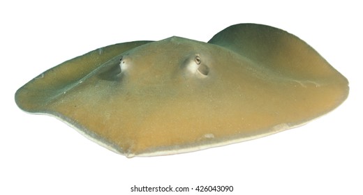 Stingray Isolated On White Background