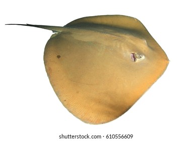 Stingray Isolated Images, Stock Photos & Vectors | Shutterstock