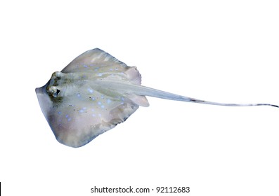 Stingray Isolated On White Background