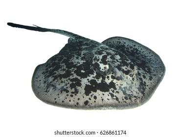 232 Marble Stingray Images, Stock Photos & Vectors 