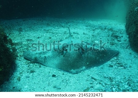 Stingray in the middle of a wall with a gravel bottom