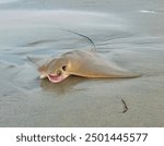 Stingray in the Outer Banks, North Carolina.