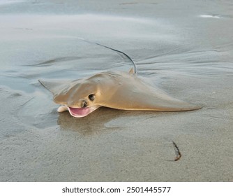 Stingray in the Outer Banks, North Carolina.