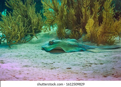 Stingray Relaxing On The Bottom Of The Sea