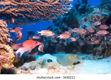 Stingray And Squirrel Fish