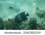 Stingray swiming at Ningaloo Reef, Western Australia