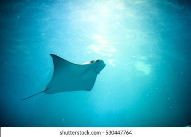 Stingray Swimming In The Zoo