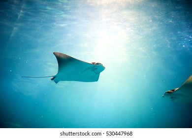 Stingray Swimming In The Zoo