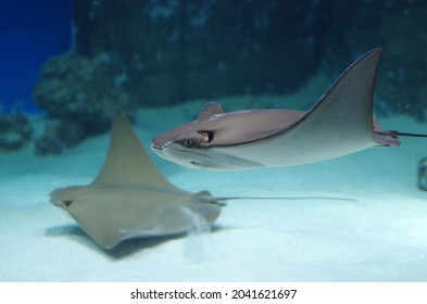 Stingray Swims In An Aquarium