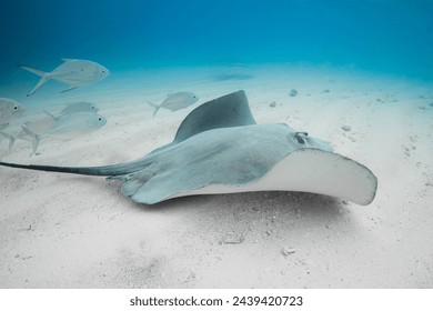 Stingray underwater on sandy sea bottom. Sting ray fish in tropical sea