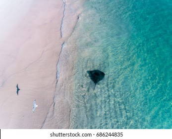 Stingray Vs Seagull Located In Cervantes, Western Australia