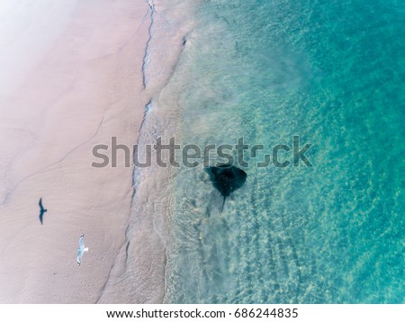 Stingray vs Seagull Located in Cervantes, Western Australia, Turquoise water, seascape, ocean coastal, marine life, beach