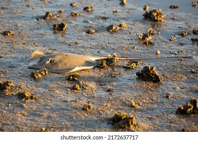 Stingray Washed Up On The Beach