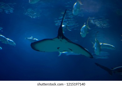 Stingrays Are Classified In The Suborder Myliobatoidei