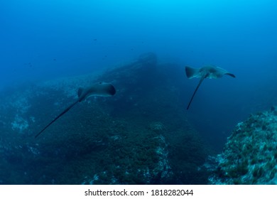 Stingrays Departing At Princess Alice In The Azores