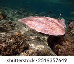 Stingrays. Leopard Electric Stingray - This electric stingray grows up to 100 cm and feeds on fish and bottom dwellers.