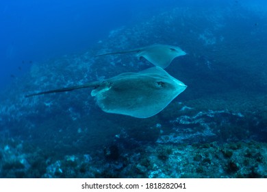 Stingrays At Princess Alice In The Azores