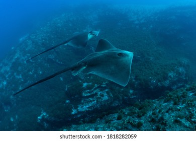 Stingrays At Princess Alice In The Azores