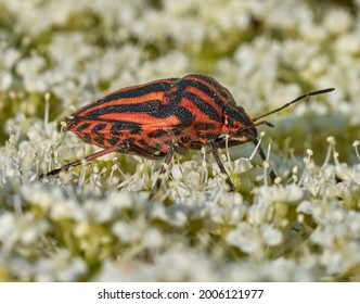 Stink Beetle On A Flower