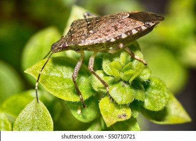 Stink Bug 