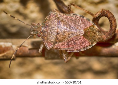 Stink Bug 