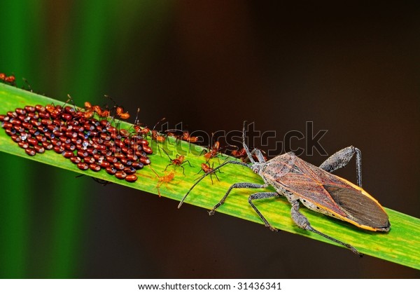 Stink Bug Babies Egg Stock Photo (Edit Now) 31436341