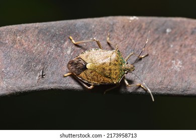 Stink Bug Crawling On Plant Seed Pods