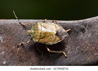 Stink Bug Crawling On Plant Seed Pods