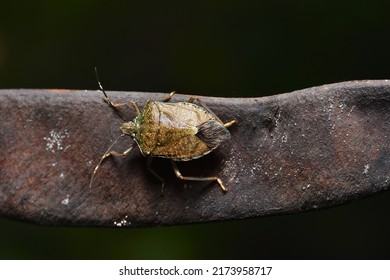 Stink Bug Crawling On Plant Seed Pods