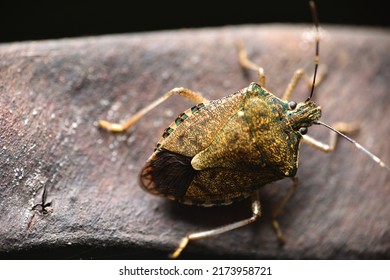 Stink Bug Crawling On Plant Seed Pods