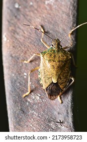 Stink Bug Crawling On Plant Seed Pods