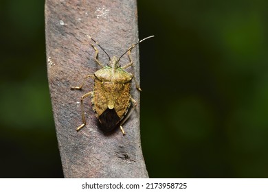 Stink Bug Crawling On Plant Seed Pods