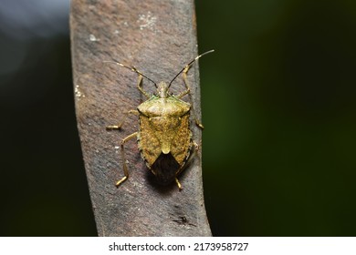 Stink Bug Crawling On Plant Seed Pods