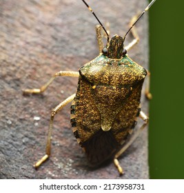 Stink Bug Crawling On Plant Seed Pods