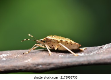 Stink Bug Crawling On Plant Seed Pods