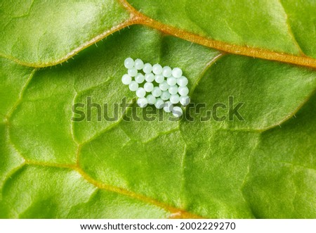 Stink bug eggs on underside of leaf, macro. Tiny white translucent egg clusters on a rainbow swiss chard leaf. Also known as or brown marmorated stink bug or Halyomorpha halys. Selective focus.