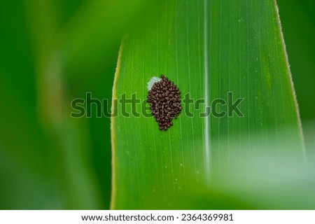 Stink bug eggs with tree bug, Pentatomidae larvae bugs on the leaf of a corn plant outside in the field with young fresh corn