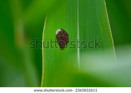 Stink bug eggs with tree bug, Pentatomidae larvae bugs on the leaf of a corn plant outside in the field with young fresh corn