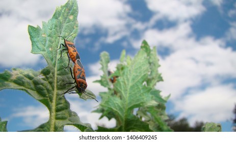 stink bug.
firebug.
red and black striped stink bug.
red bug with black dots.
mating insects on grass in spring.
bugs, bug, animal, animals, wildlife, wild nature, woods, garden, park, summer
